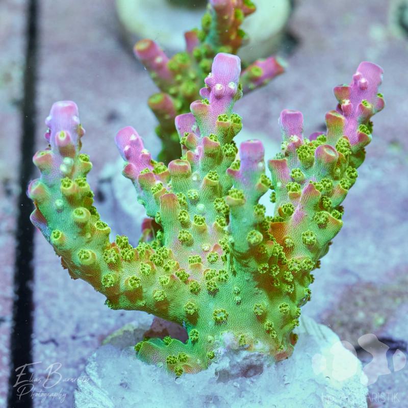 Acropora Lemon Boom